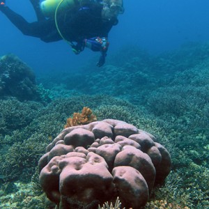 Reef Scenes: East Timor