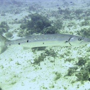 Cozumel2005