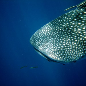 Whaleshark, Koh Tao, Thailand