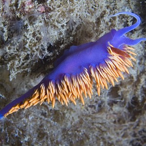 Southbay Dive Sites