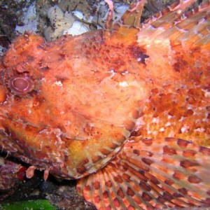 Marine life of gumuldur Turkiye