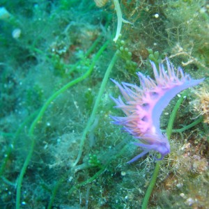 diving at Gumuldur - Turkiye