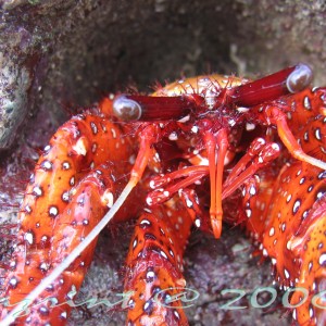 Pulau Perhentian Besar, Terengganu, Malaysia