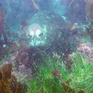 Channel Islands (Anacapa), 2/17/2006