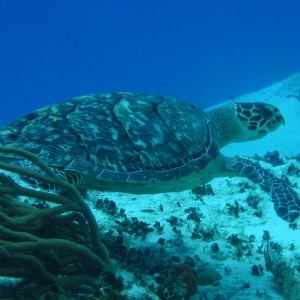 Cozumel 2005