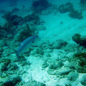 Key Largo