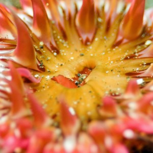 Stacked macro Anacapa