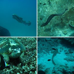 Similan Island