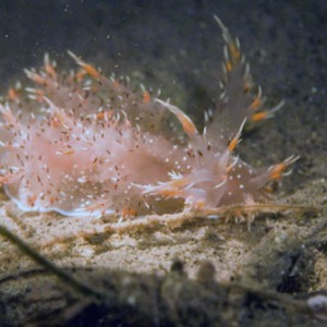 Nudibranch