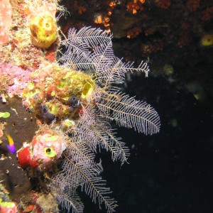 Nekton Bahamas