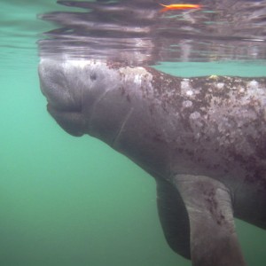 Christmas/Manatees December 06