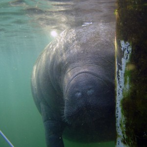 Manatees @ Crystal River, FL 2007