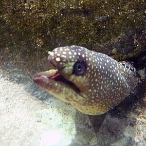 Santos- Acquarium   /  Jan 2007