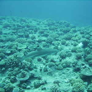 Moorea and Bora Bora