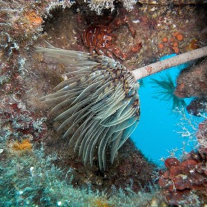 Wreck Peltastis, island Krk, Croatia