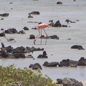 Bonaire Topside 2007