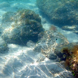 Bathtub Reef