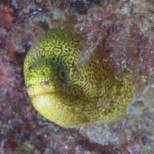 Moray Eels