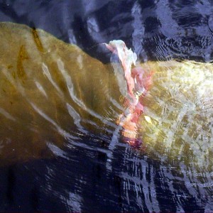 Manatee