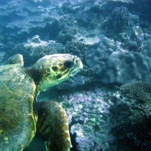 Ningaloo -Jun 06