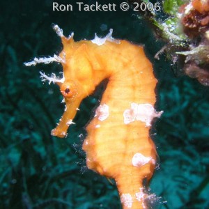 Nekton Pilot - Cay Sal Bank, May 2006