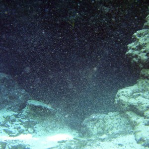 Ginnie Springs