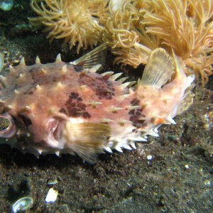 Lembeh -Oct 07