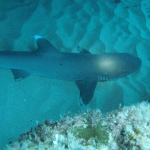 Shark and Dolphin at E-Beach