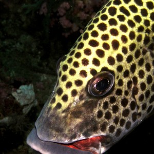 Dive Puerto Gallera