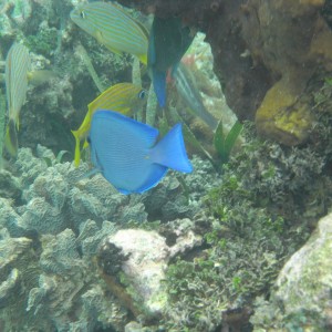 Isla Roatan