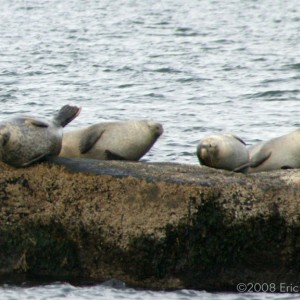 Seals, Montauk, NY