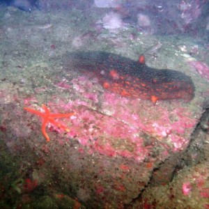 San Diego Kelp Beds (January 2008)