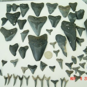 Venice Beach Shark teeth