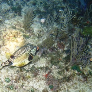 Mexico Night Diving - Feb 2008