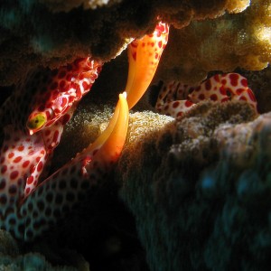 Diving Bazaruto - Mozambique