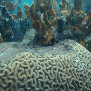 Diving in the Keys