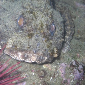 Laguna Divers Cover morning dive