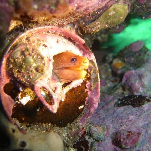 Baby Moray