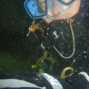 Baby Weedy Seadragon