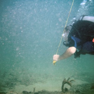 Squid or Cuttlefish on First Reef, LBTS, July 5, 2008