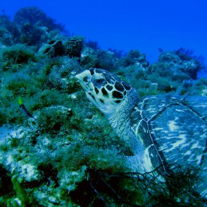 Cozumel