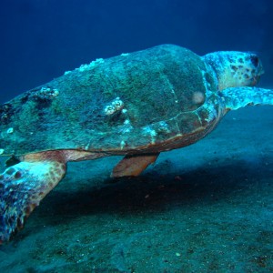 Wreck Diving