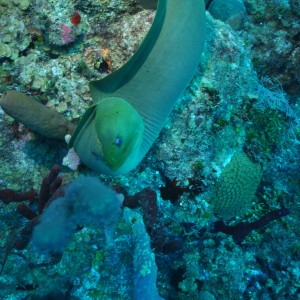 Grand Cayman Island