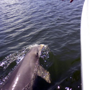 20080806 Venice Dolphin - Begger