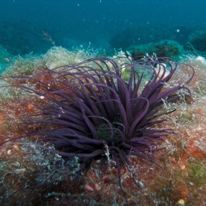 Krk island diving 6.9.08.,Croatia