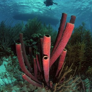 Bonaire - Oct 08