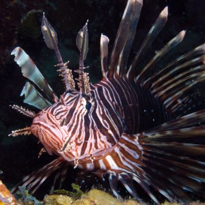 Gustele's underwater pictures