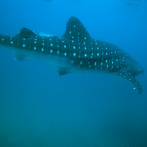 Dive at Cabo Pulmo Reef