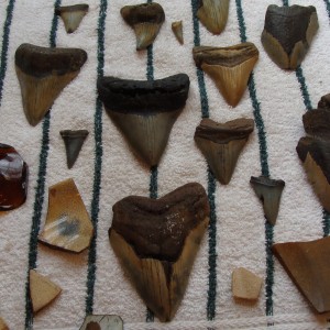 Shark Teeth