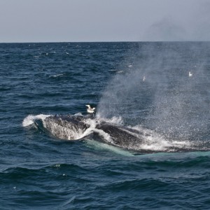 Sardine Run